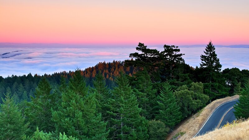 Forest Road at Sunrise