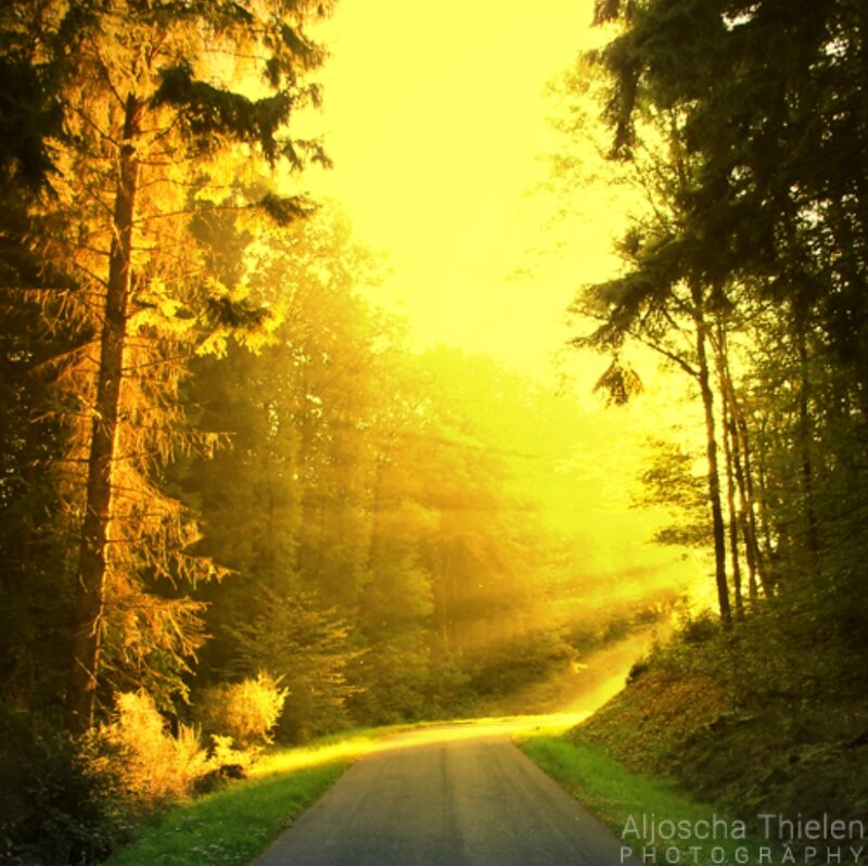 Forest Road at Sunrise — Yellow
