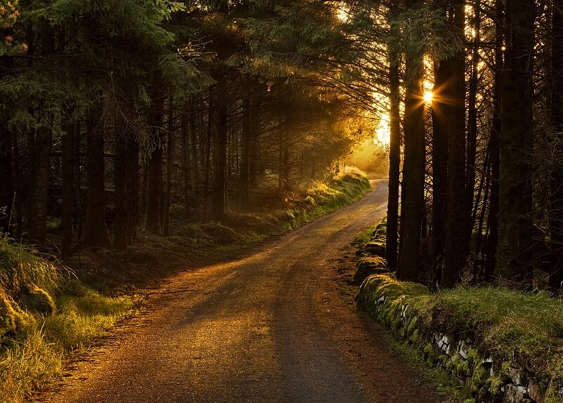 Forest Road at Sunset — Gold