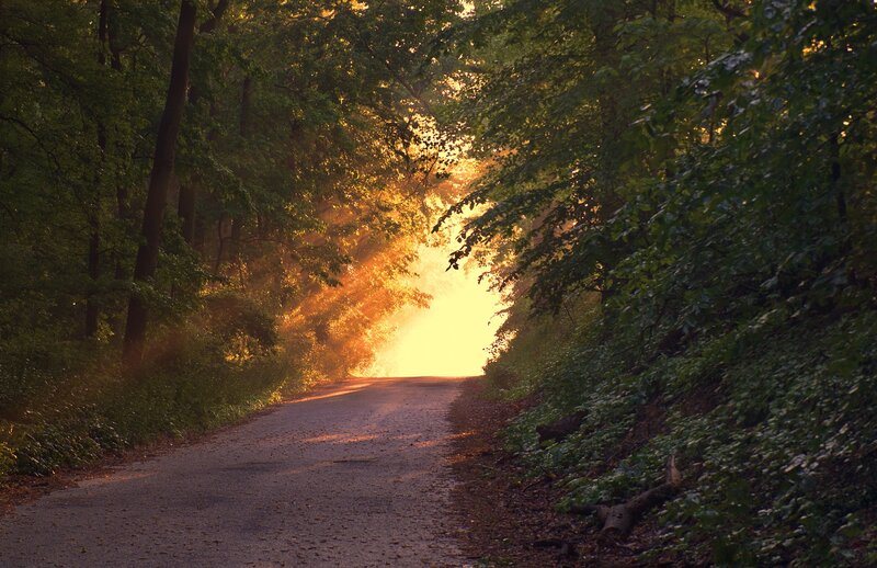 Forest Road at Sunset — Green
