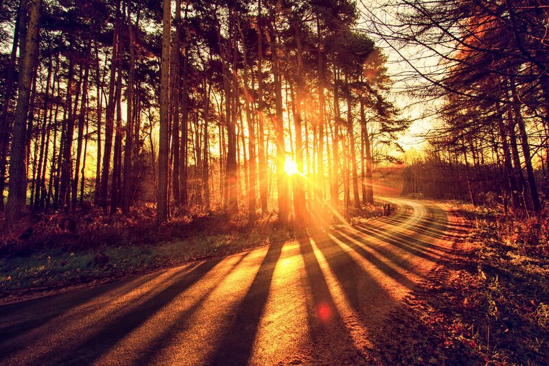 Forest Road at Sunset — Orange