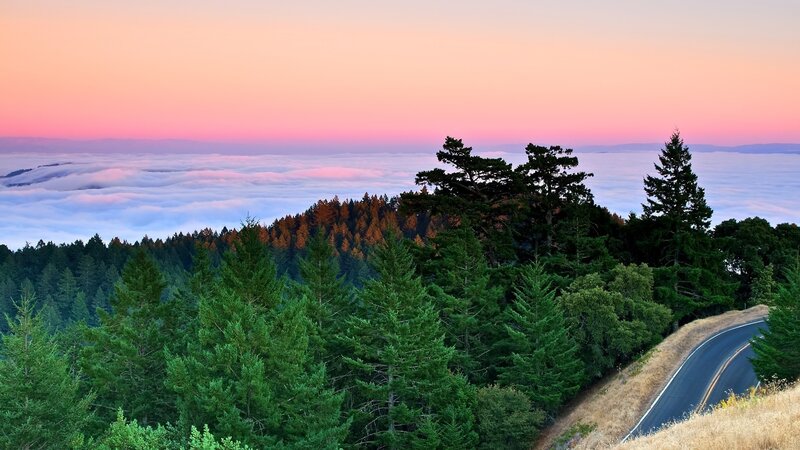 Forest Road at Sunset — Pink