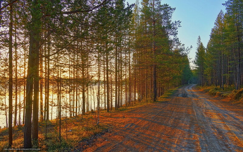 Forest Road at Sunset