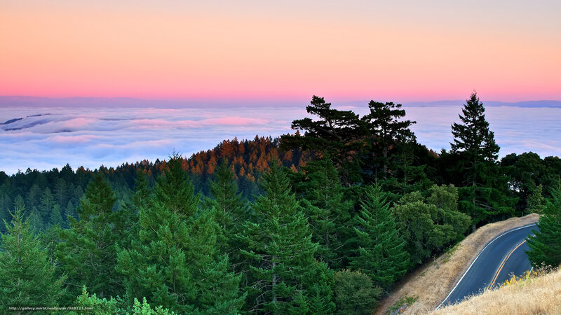 Forest road at sunset with fog