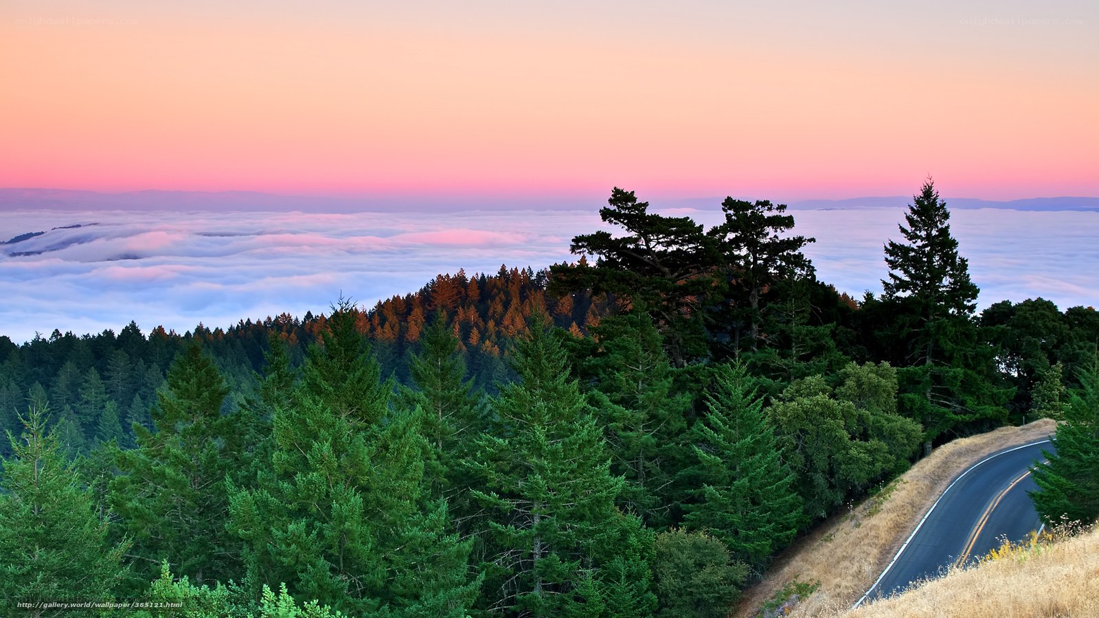 Forest road at sunset with fog