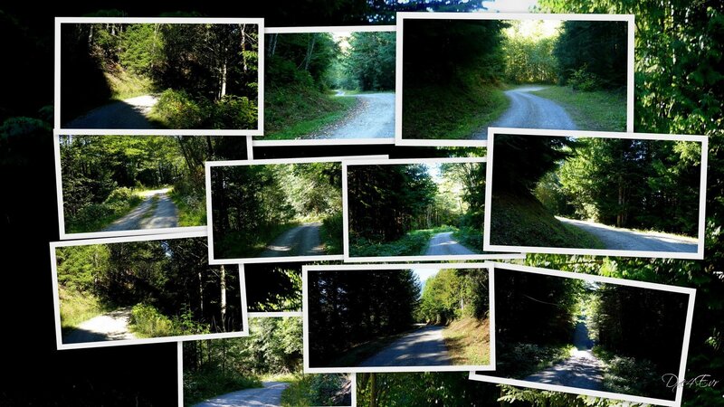 forest road collage