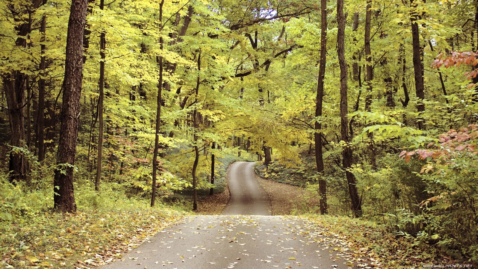 forest road in autumn