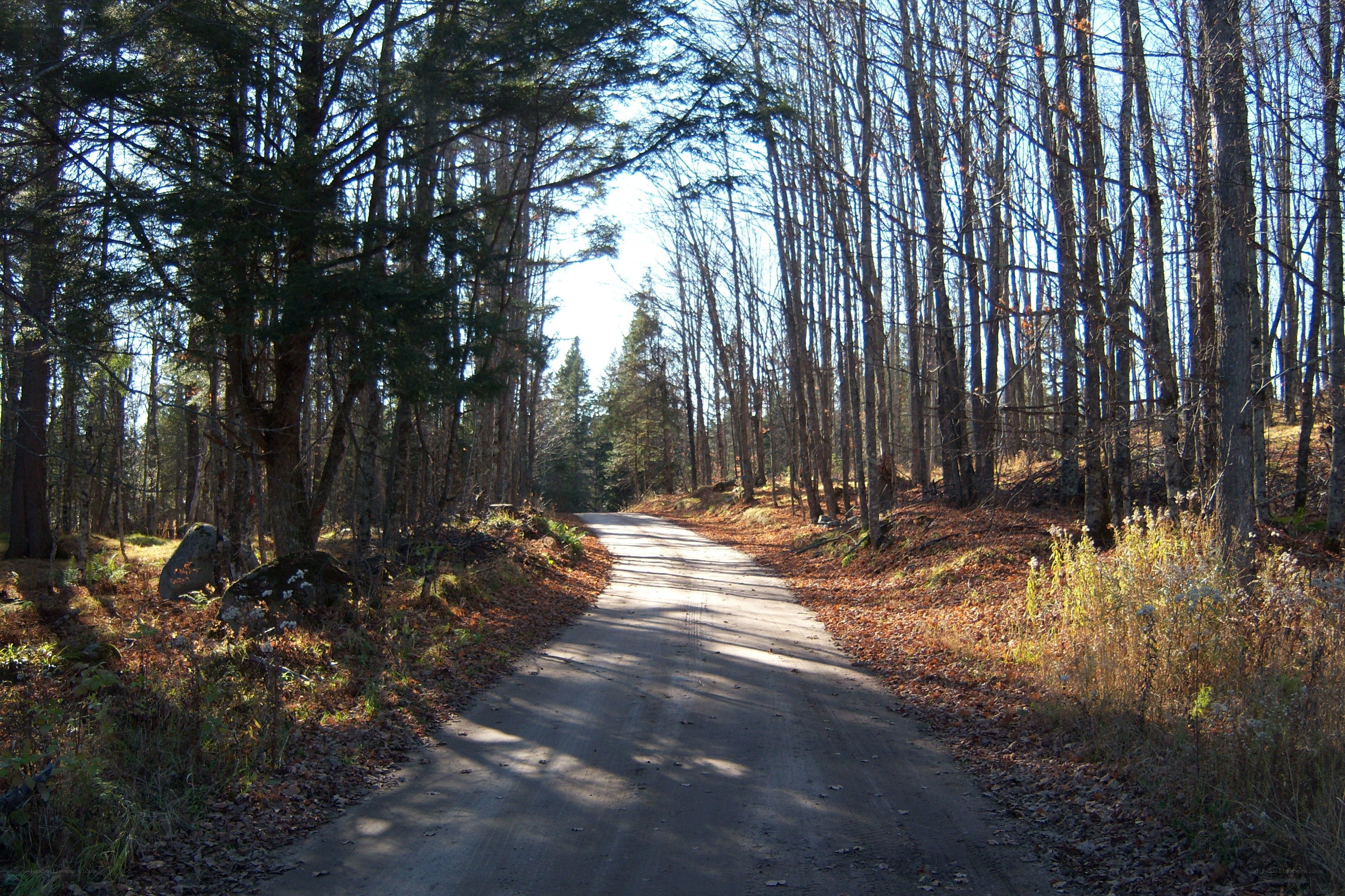 forest road in autumn