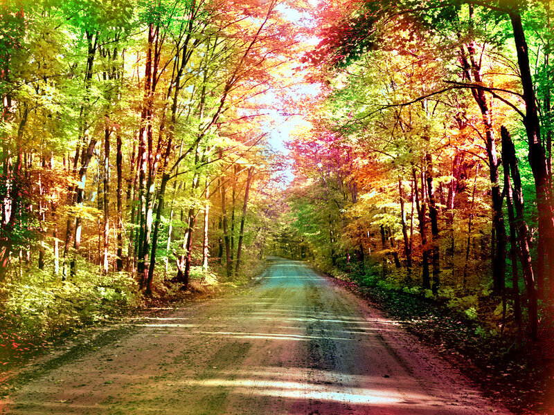 Forest road in autumn colors