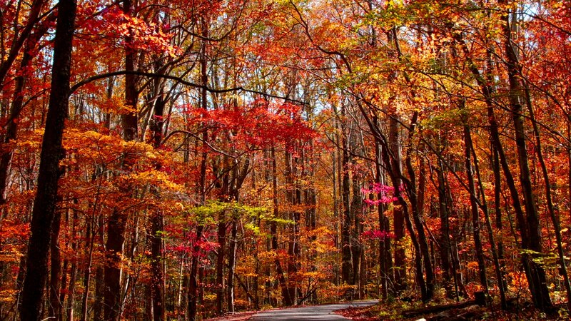 Forest Road in Autumn — Red
