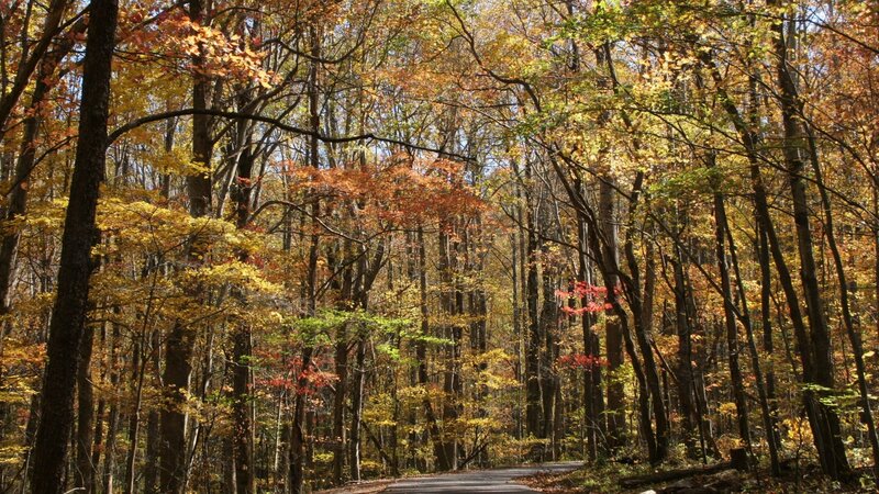 Forest Road in Autumn — Yellow, Serene