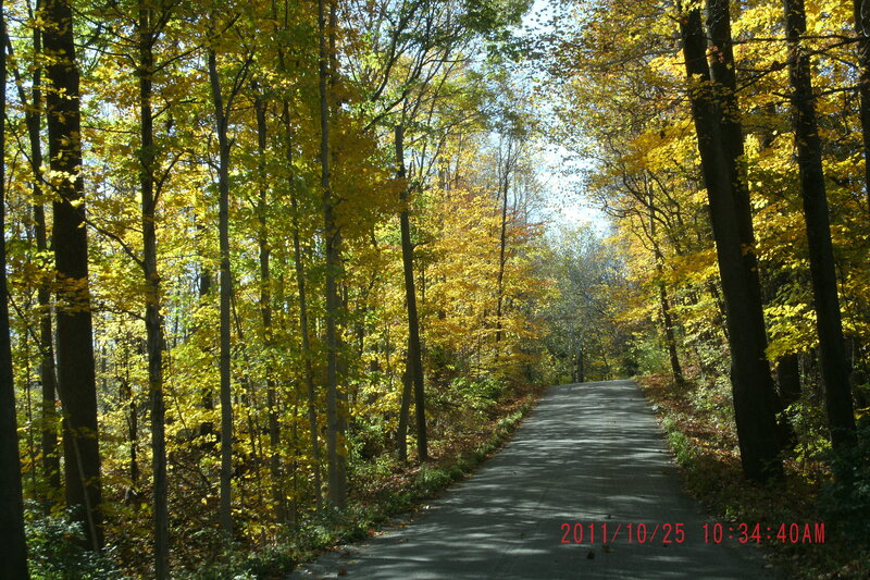 Forest Road in Autumn — Yellow