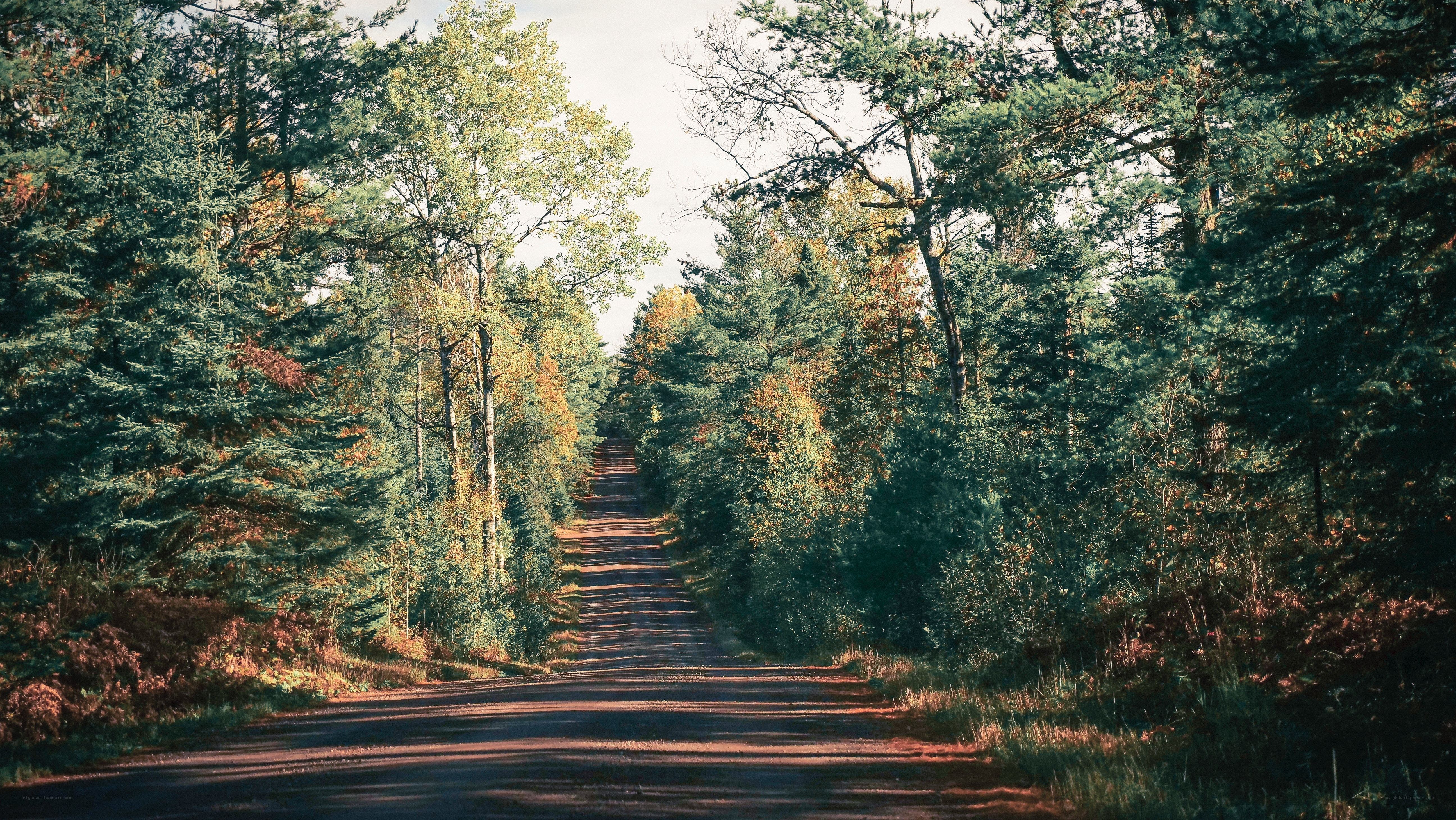 Forest road in autumn
