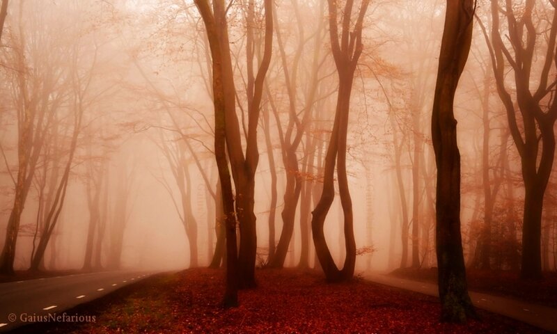 Forest Road in Fog