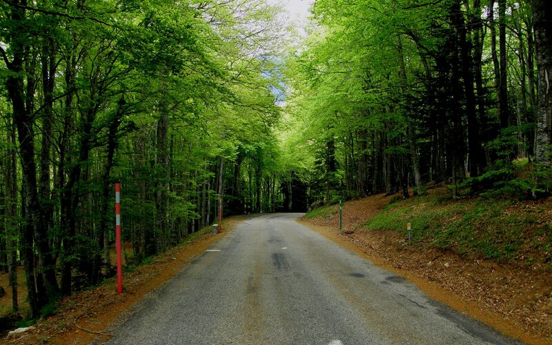 Forest road in green forest