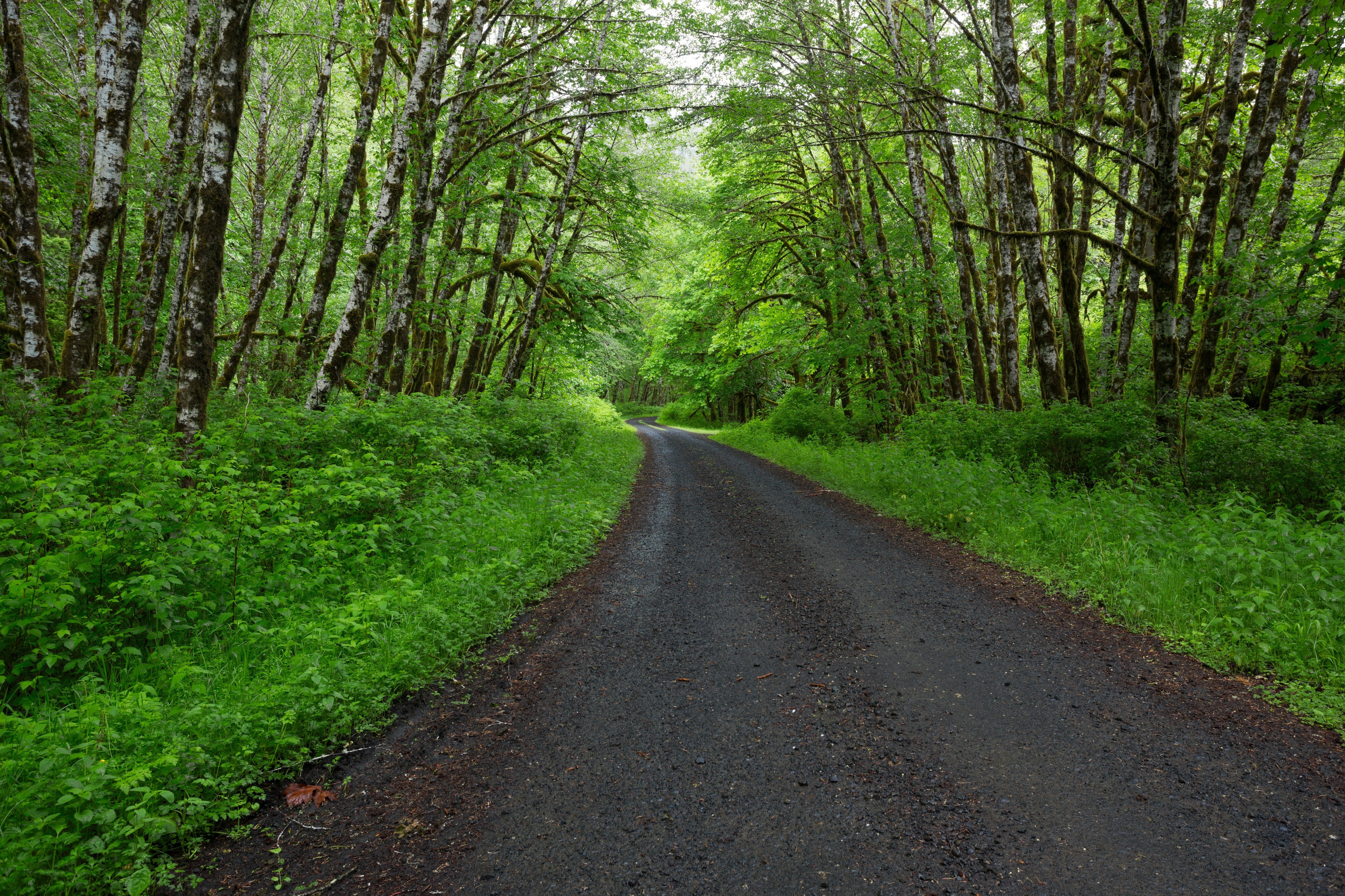 Forest road in green woods