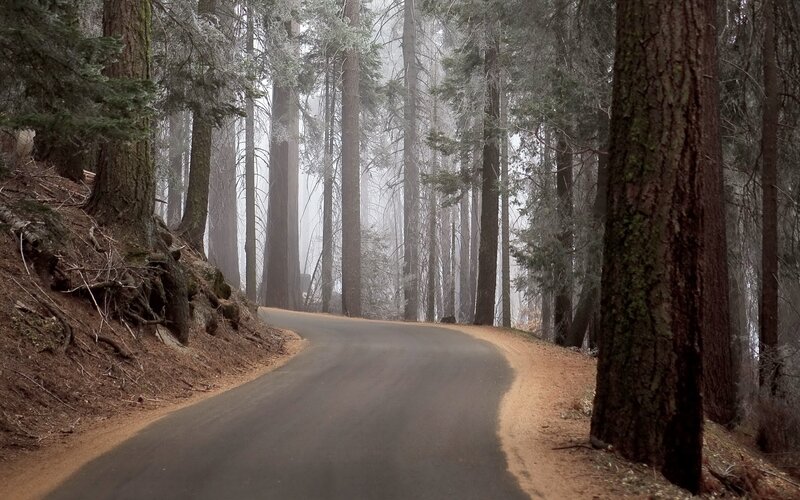 Forest road in misty morning
