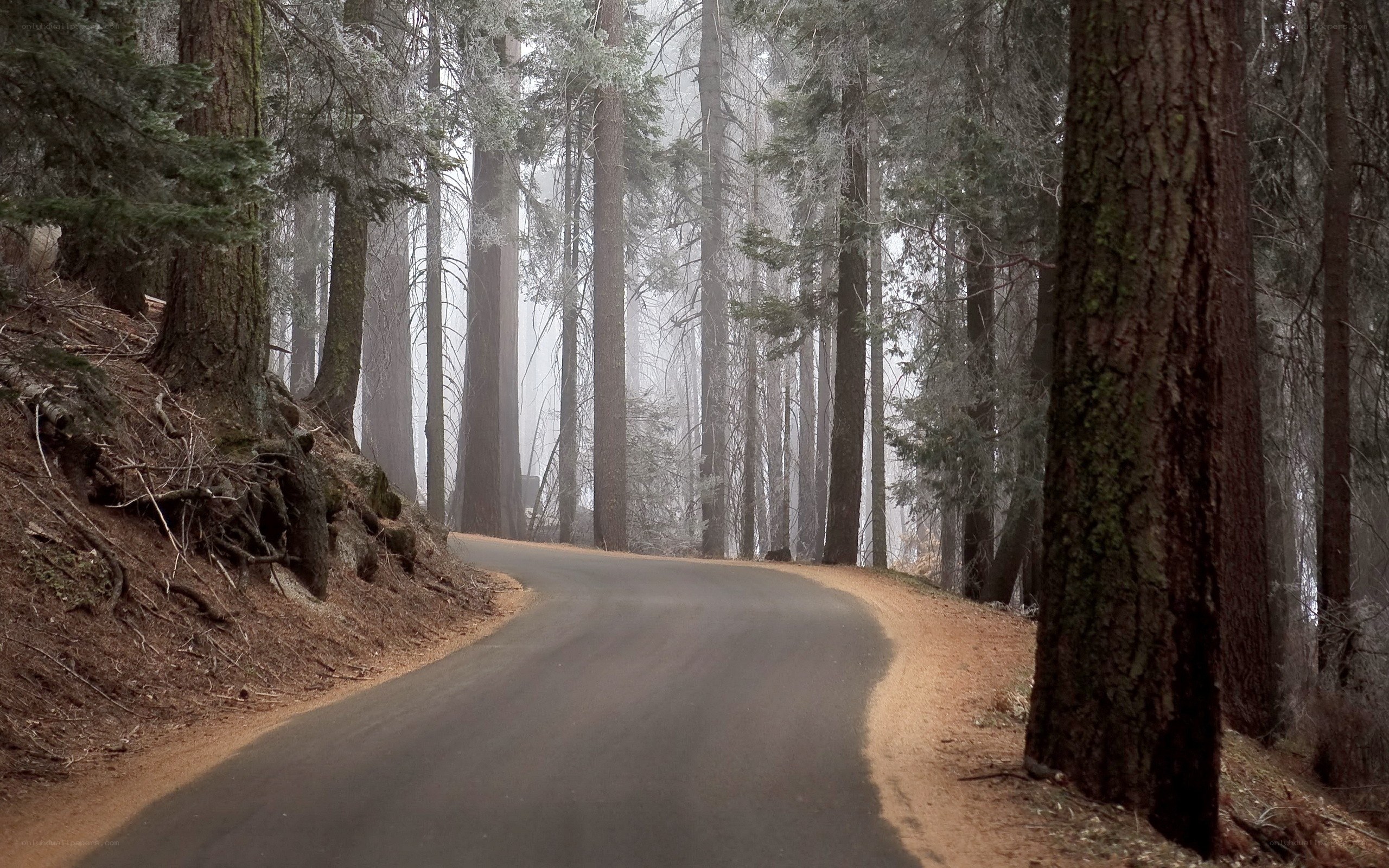 Forest road in misty morning