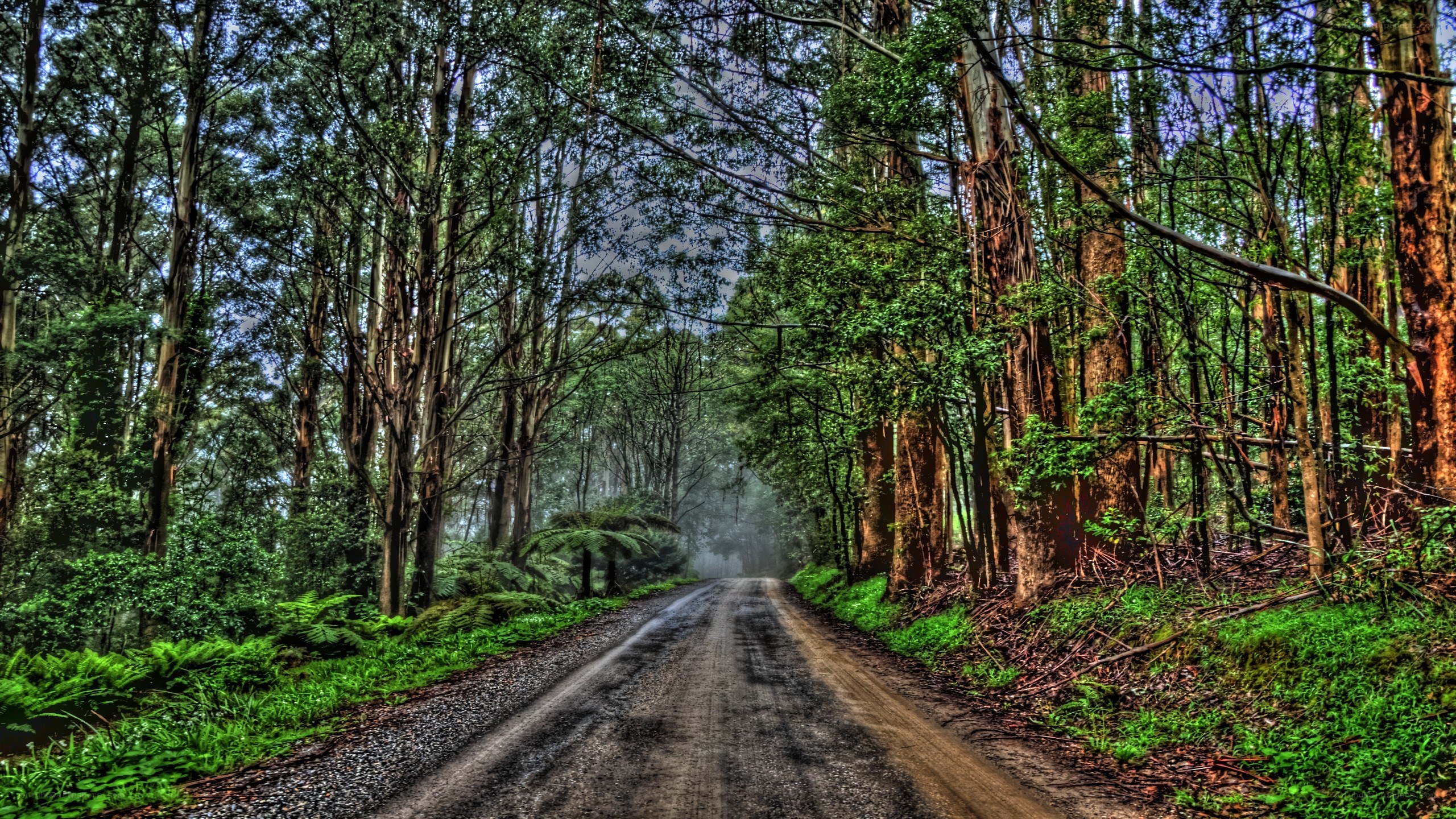 Forest road in misty woods