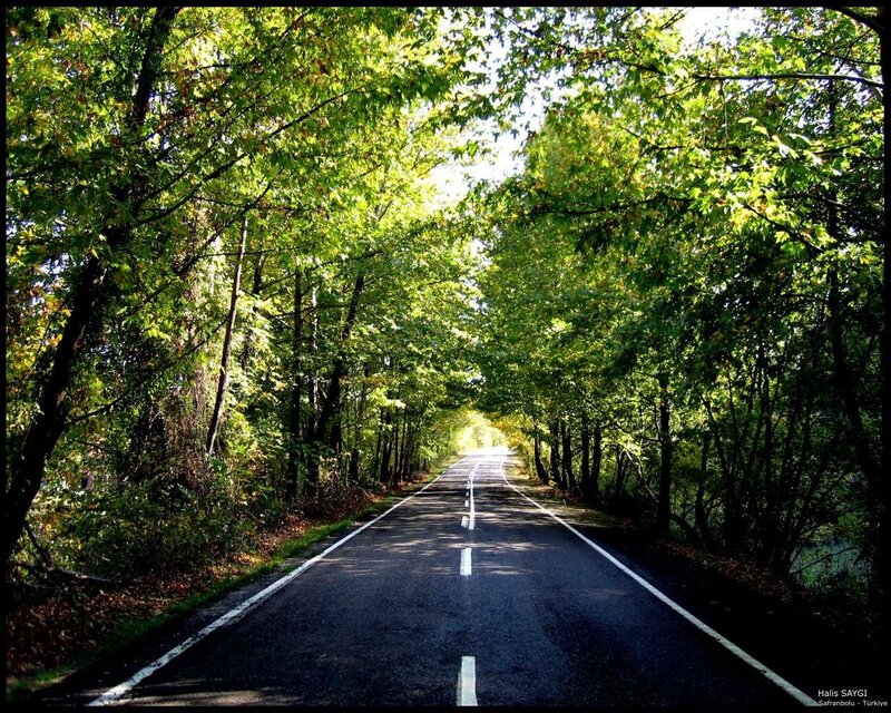 Forest road in Safranbolu