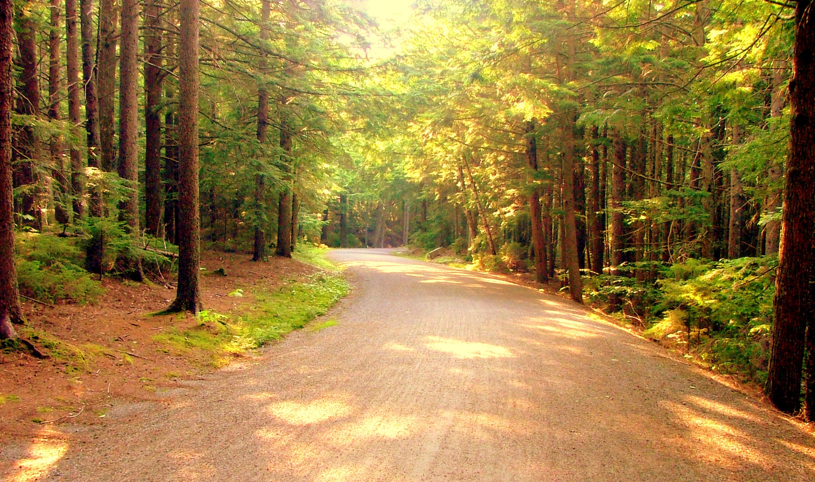 Forest road in sunlight
