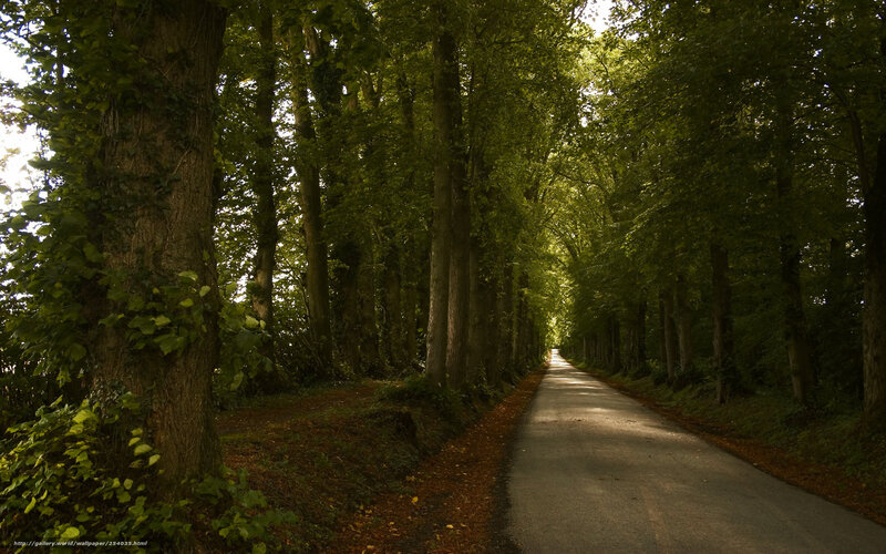 Forest road in sunlight