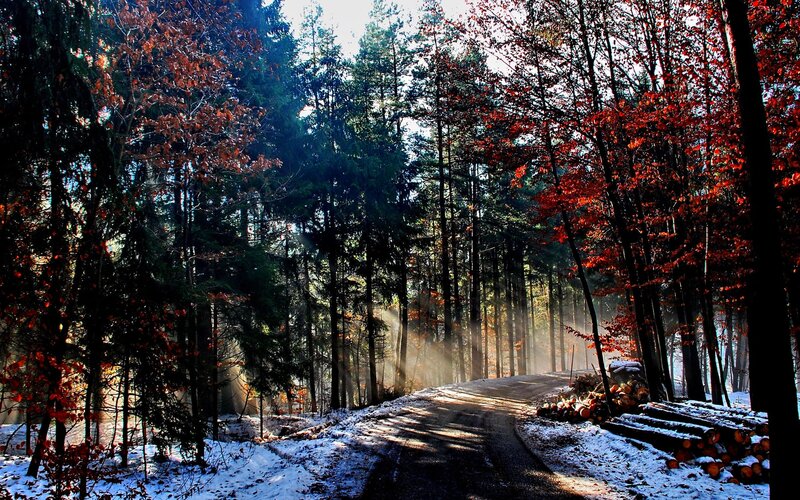 Forest Road in Winter