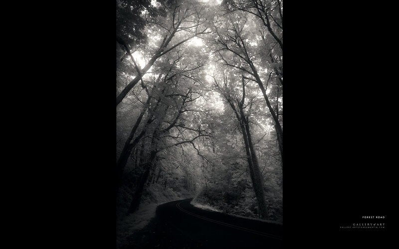 Forest Road Infrared