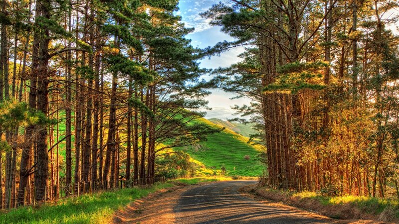 Forest road leading to green hills