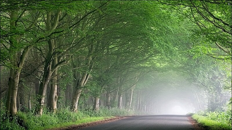 Forest road tunnel