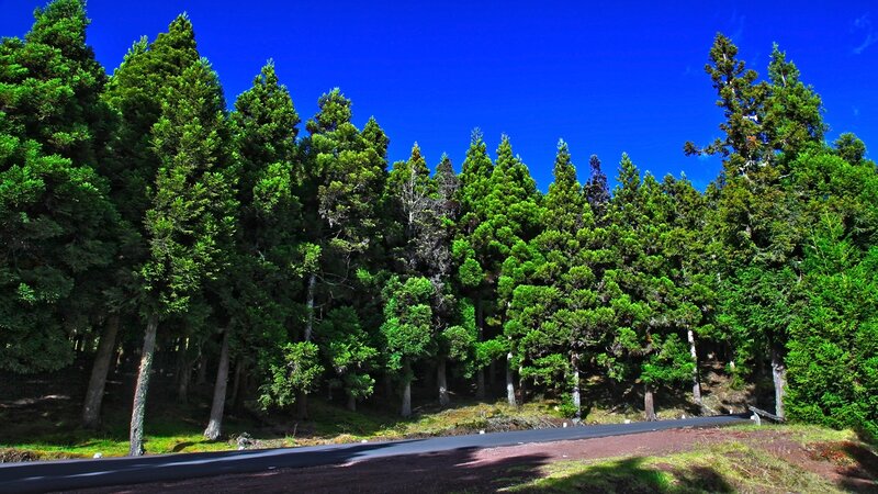 Forest road under blue sky