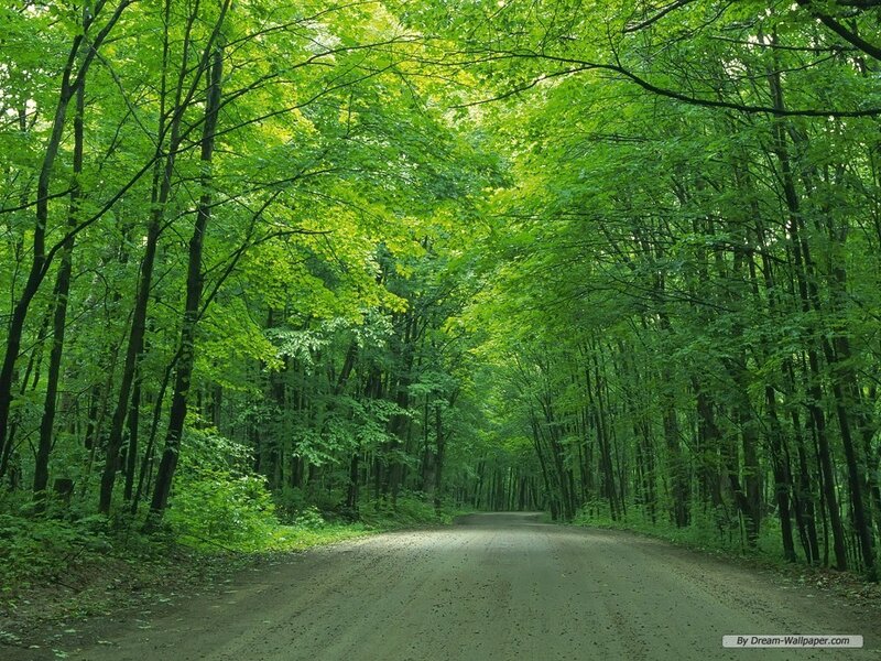 Forest road under green canopy