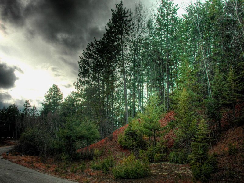 Forest road under stormy sky