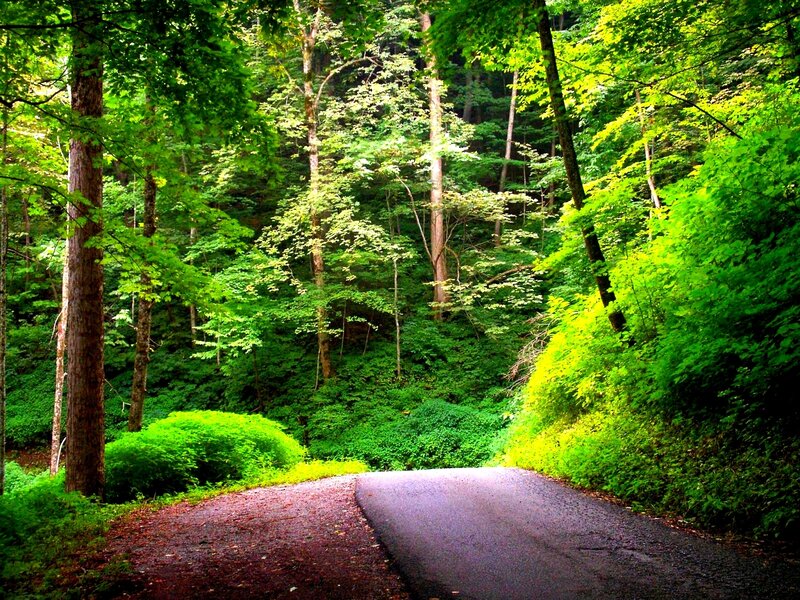 Forest road winding through green trees