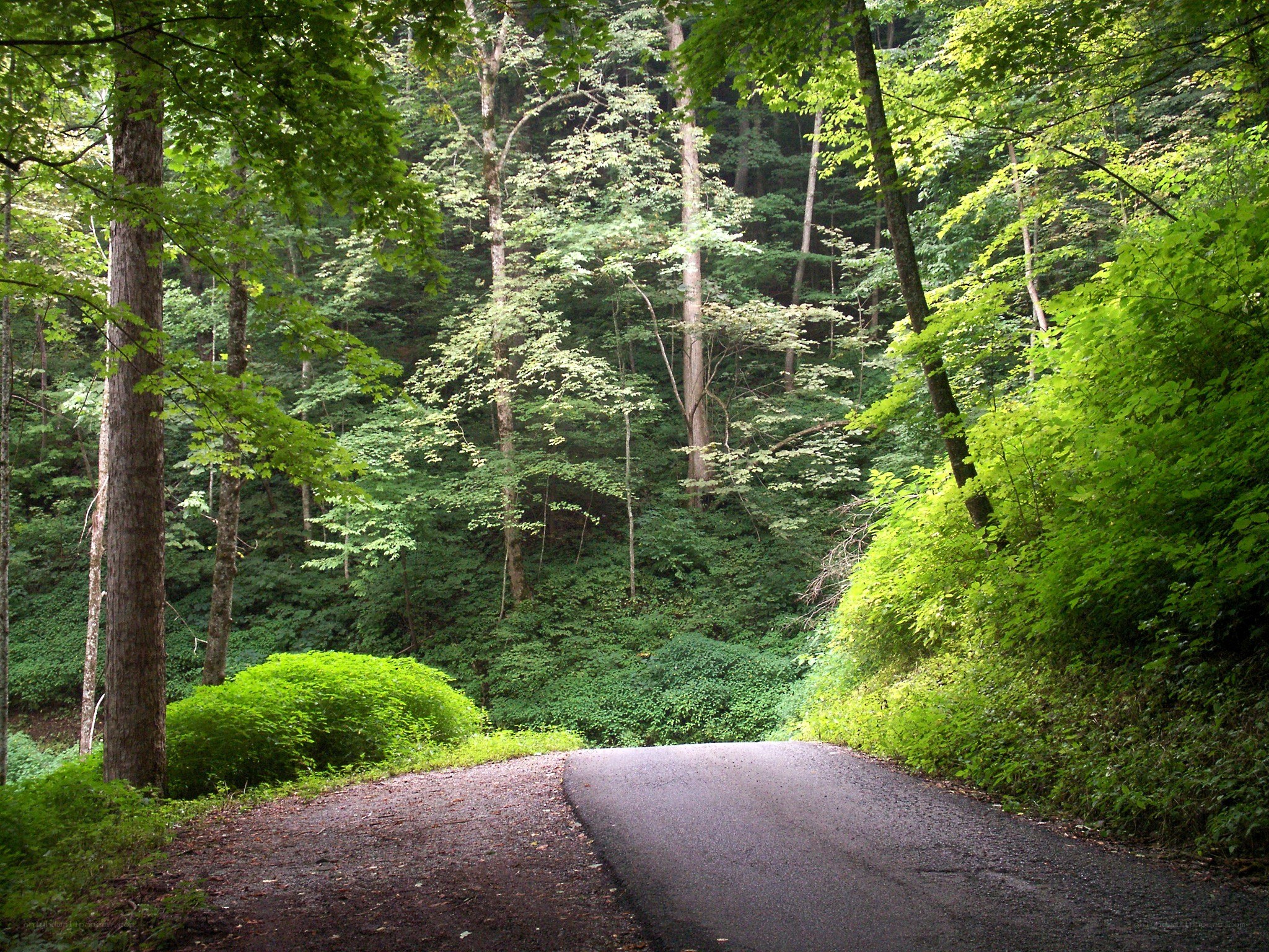 Forest road winding through green trees