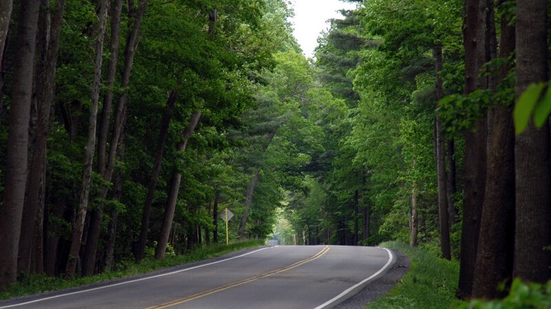 forest road winding through trees