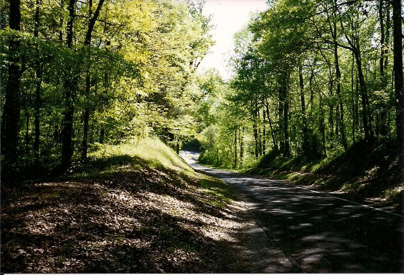 Forest Road Winding