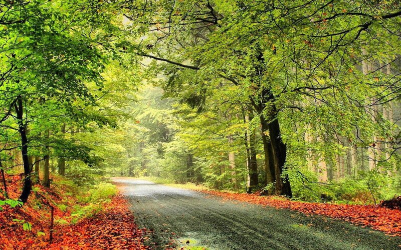 forest road with autumn leaves