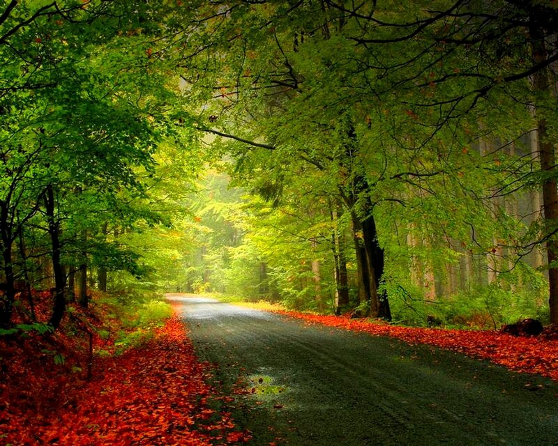 Forest road with autumn leaves