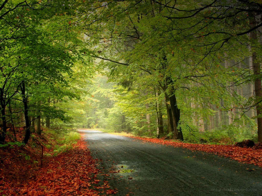 Forest road with autumn leaves