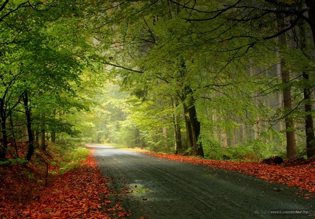 Forest road with autumn leaves