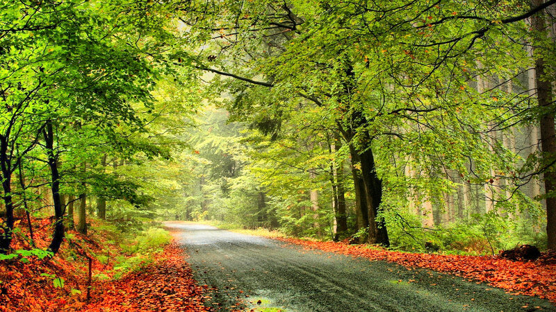 Forest Road with Autumn Leaves — Green, Serene
