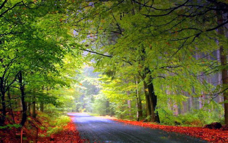 Forest Road with Autumn Leaves — Green