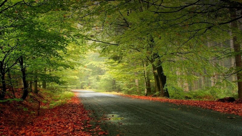 Forest Road with Autumn Leaves — Serene