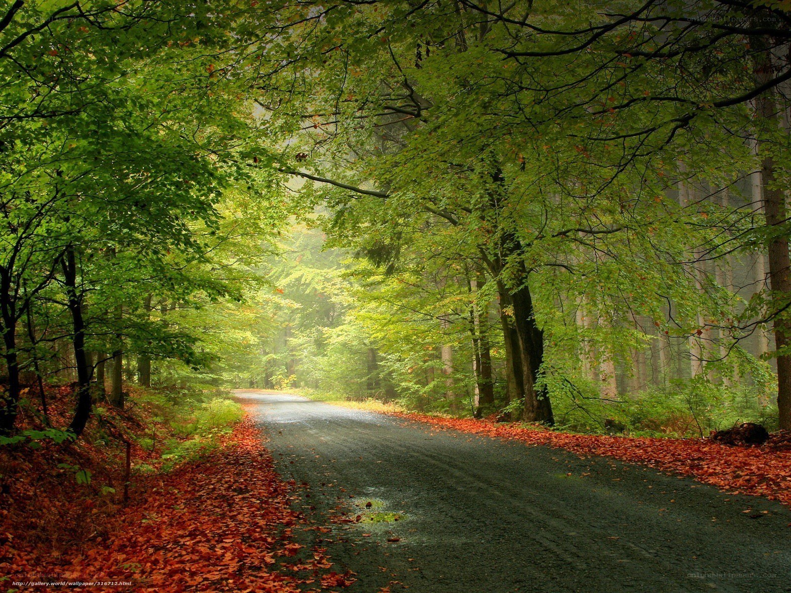 Forest road with autumn leaves