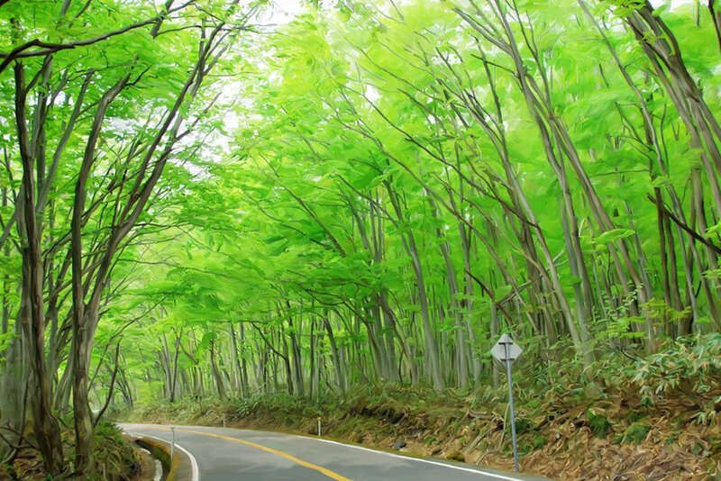Forest road with green canopy