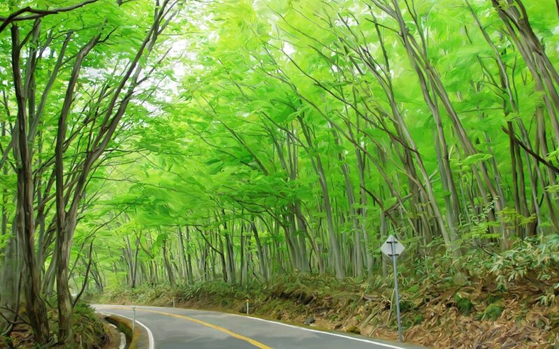 Forest road with green canopy