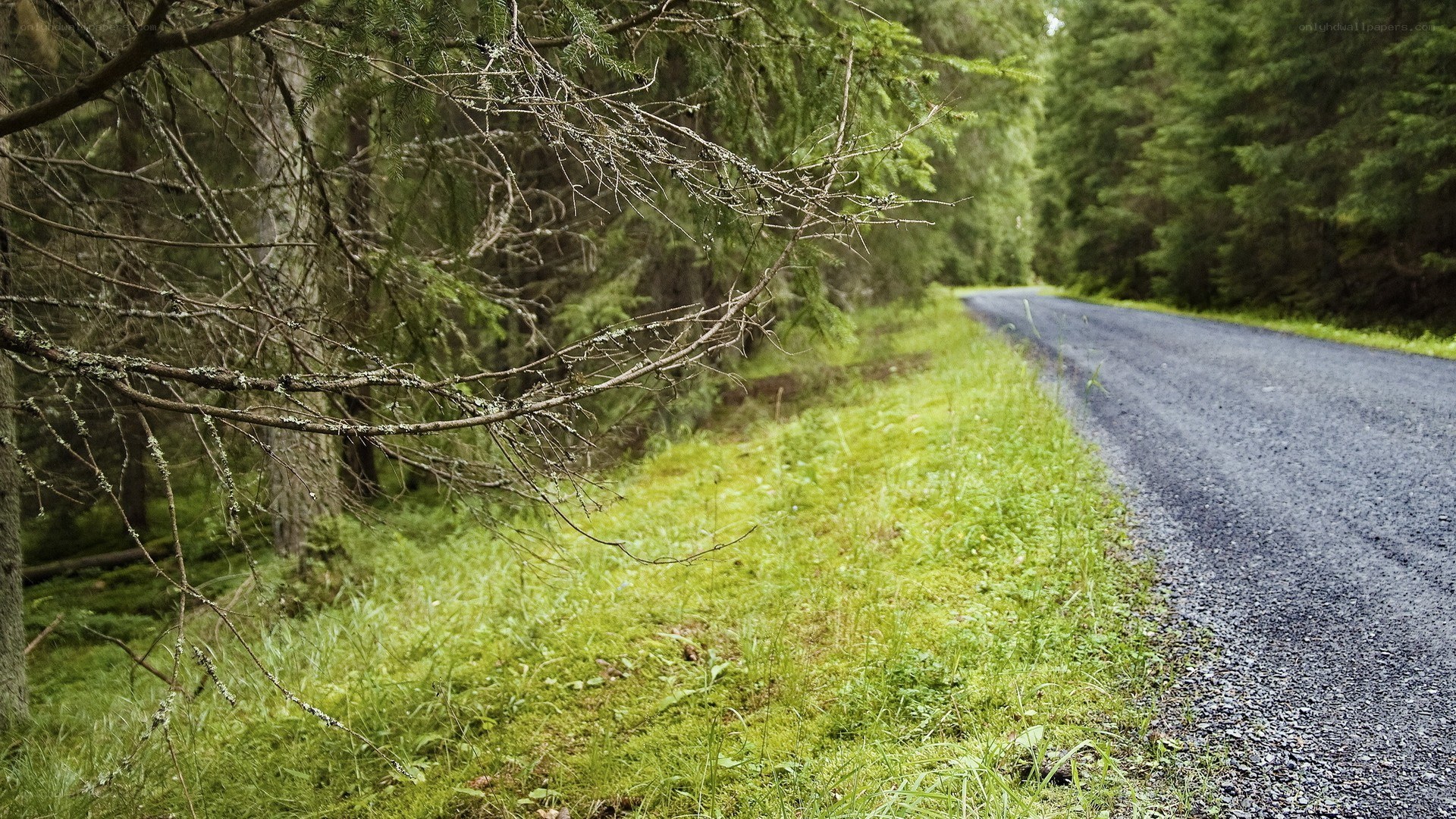 Forest road with green grass