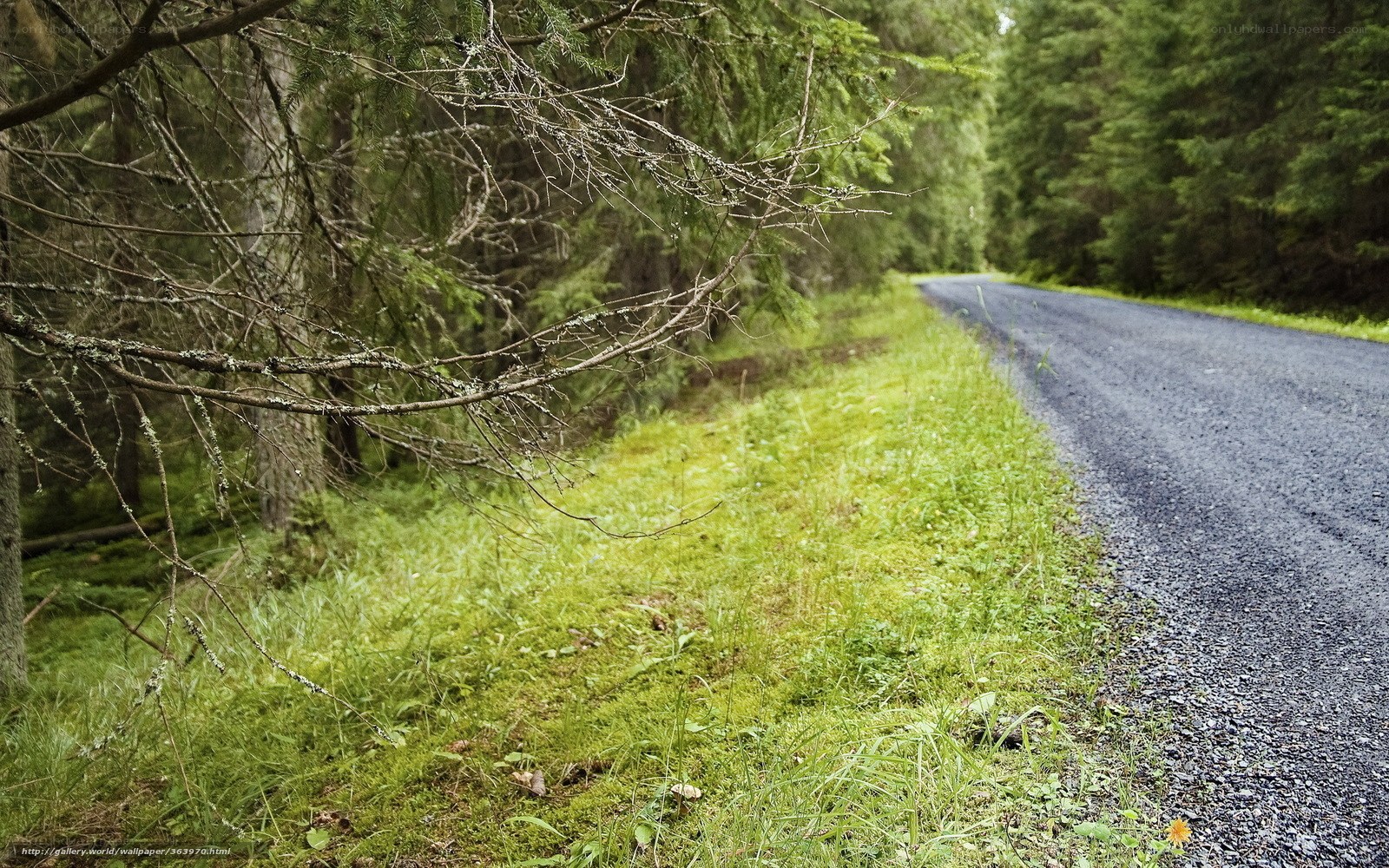 Forest road with mossy branches