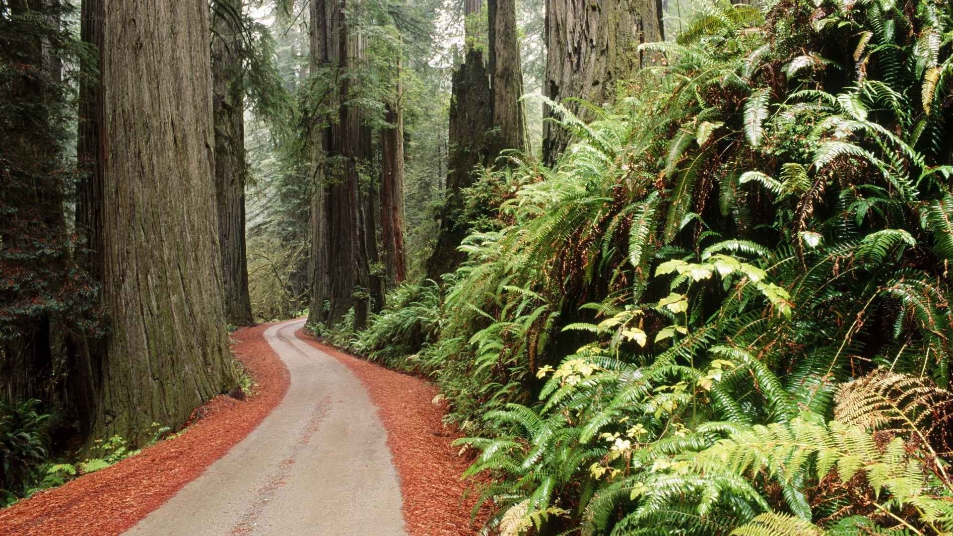 Forest road with redwood trees